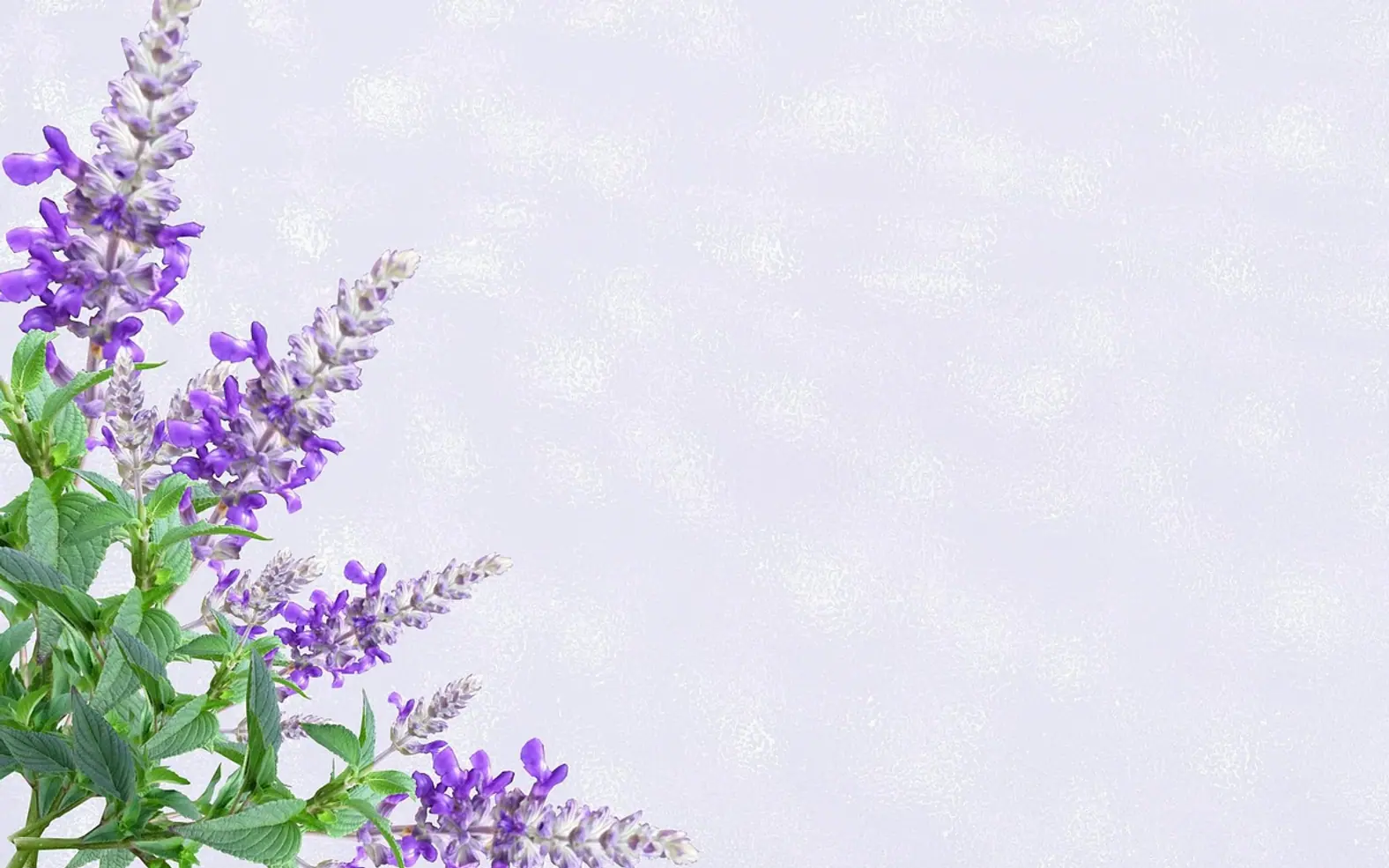 Greeting card, purple flower and invitation