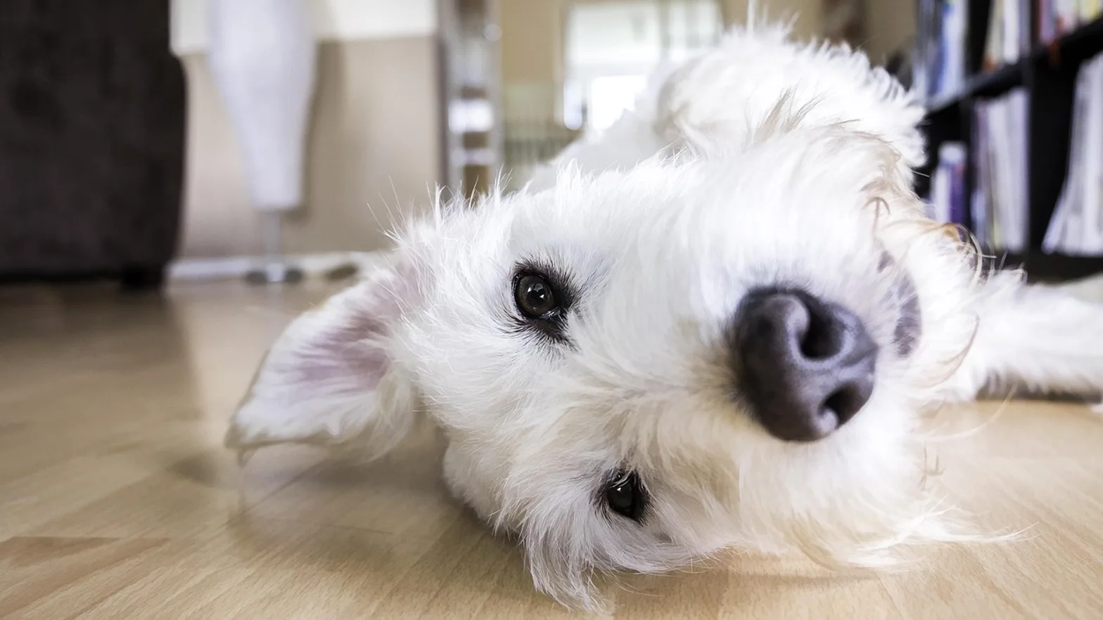 Dog, floor and face