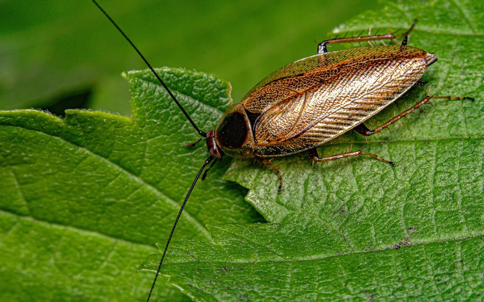 Cockroach, dusky cockroach and insect
